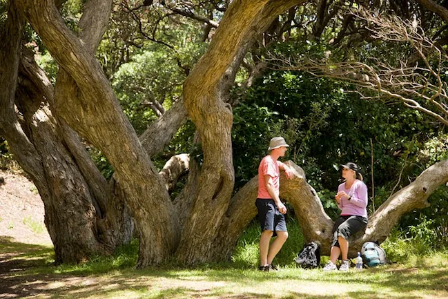 Resting in the shade of a gnarled coastal tree on a walk